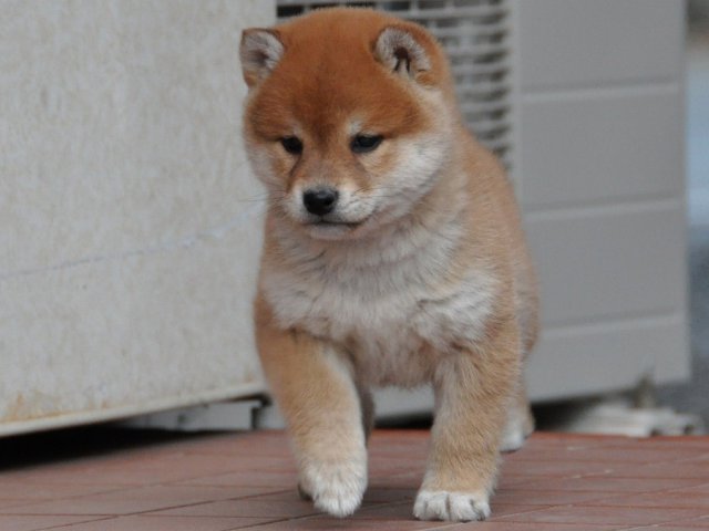 DSC_0345shiba