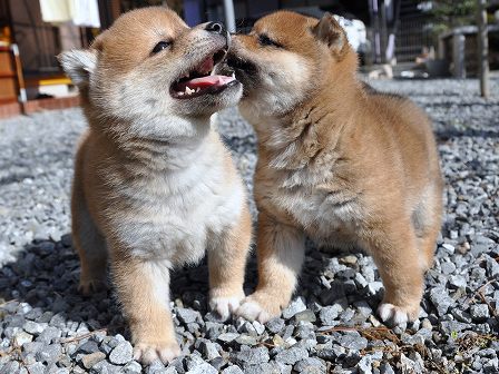 DSC_0348-shibainu