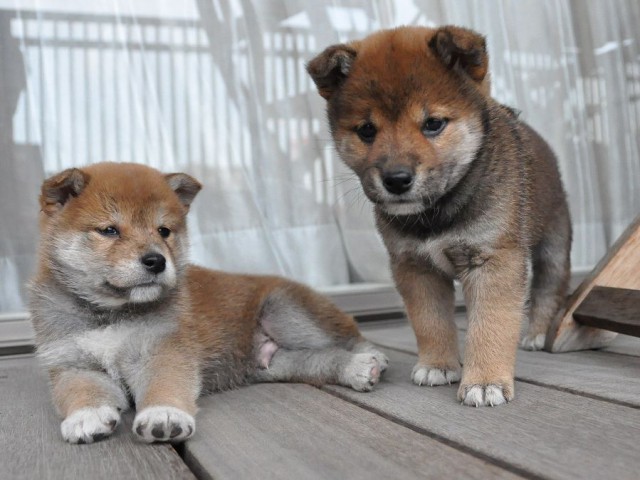 DSC_0348SHIBA