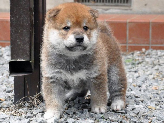 DSC_0384SHIBA