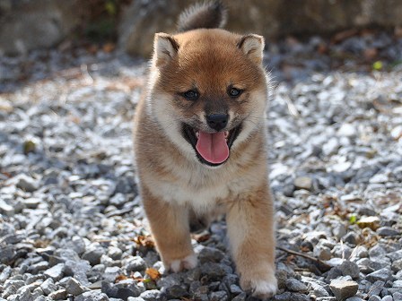 DSC_0399-shibainu