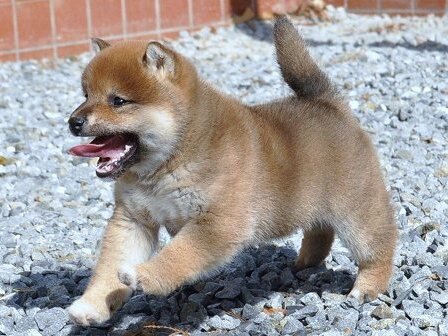 DSC_0475-shibainu