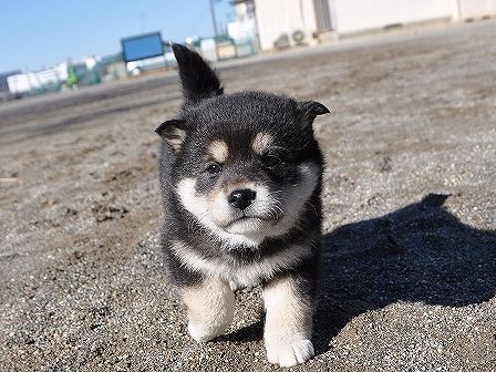 DSC_0481-shibainu-shibainu