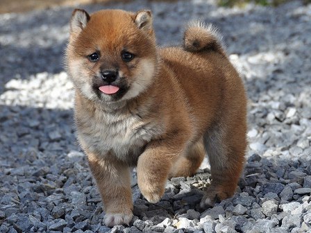 DSC_0501-shibainu