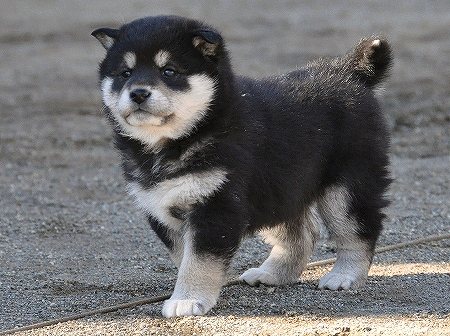 DSC_0512-shibainu-shibainu