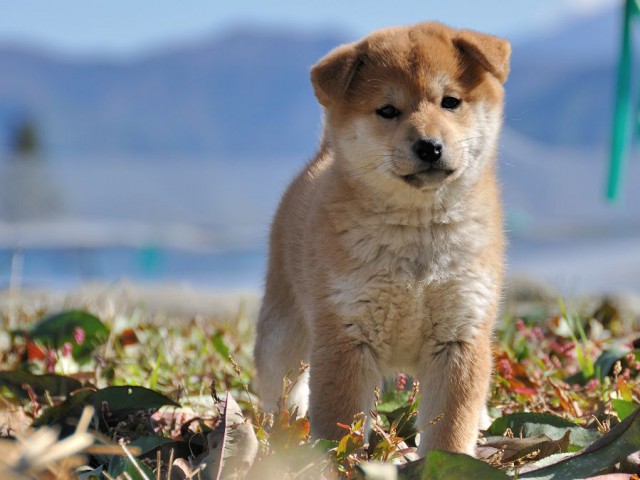 DSC_0516Shiba