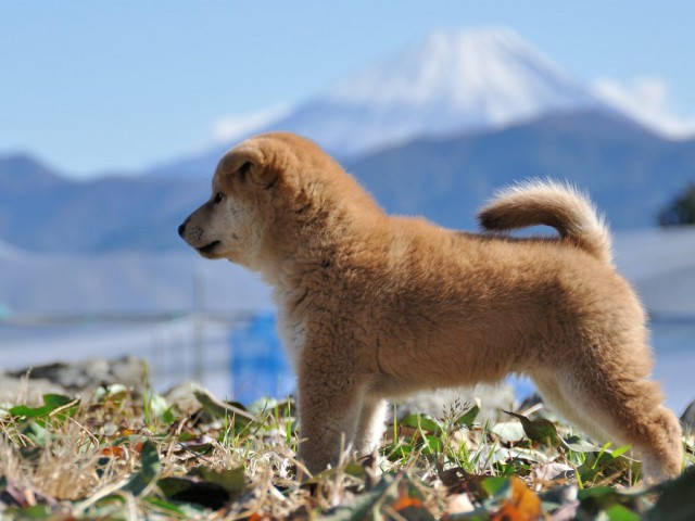 DSC_0524Shiba