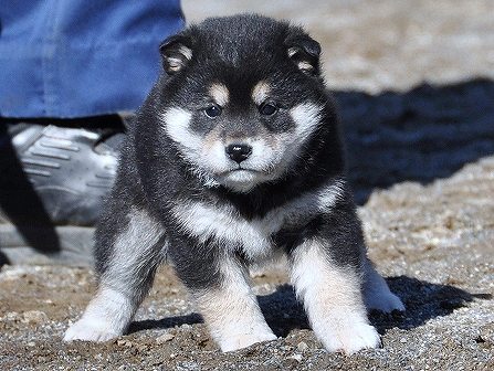 DSC_0528-shibainu-shibainu