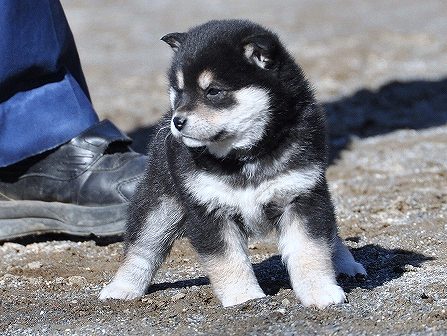 DSC_0537-shibainu-shibainu