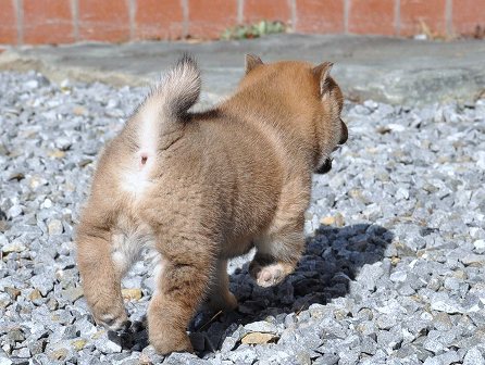 DSC_0537-shibainu