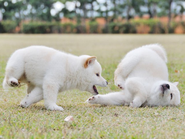 DSC_0537Shiba