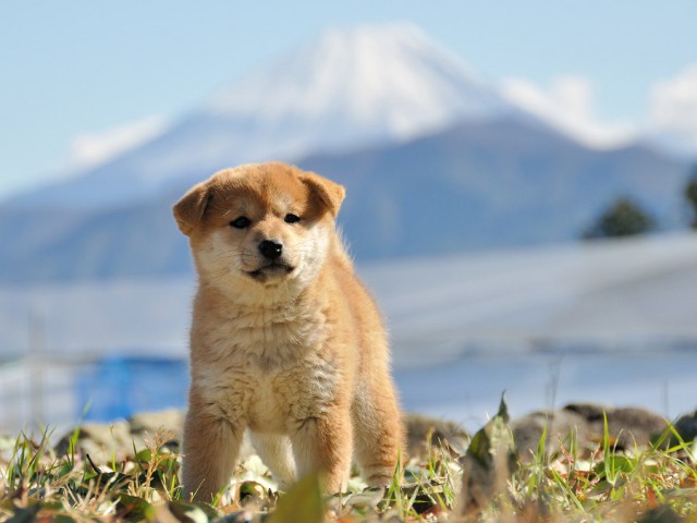 DSC_0540Shiba