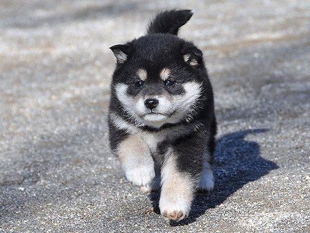 DSC_0553-shibainu-shibainu