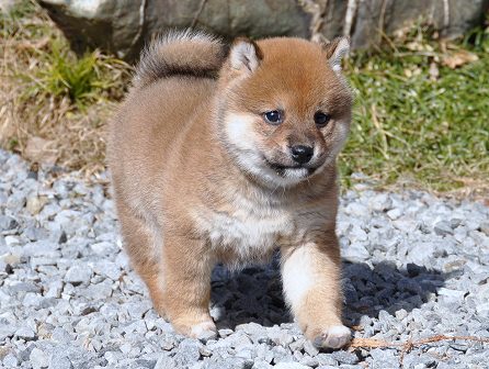 DSC_0583-shibainu