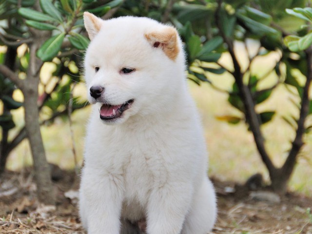 DSC_0609Shiba