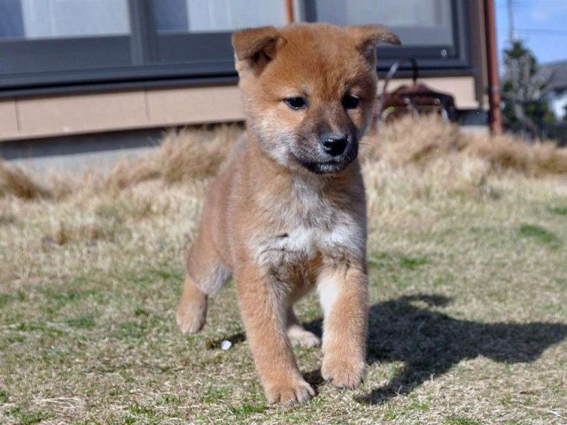 DSC_0873SHIBA