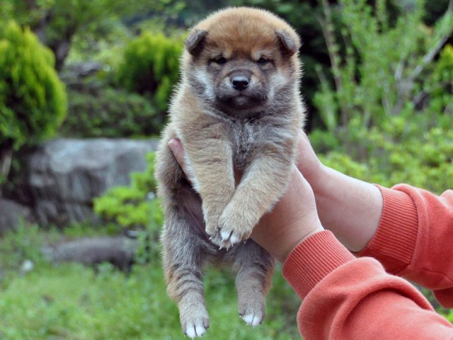 DSC_0996SHIBA