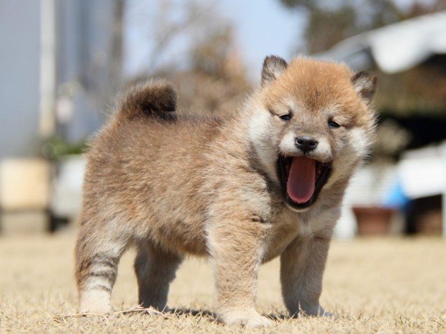 IMG_0015-shibainu-puppy