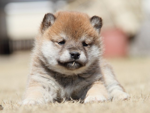 IMG_0026-shibainu-puppy