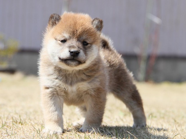 IMG_0065-shibainu-puppy