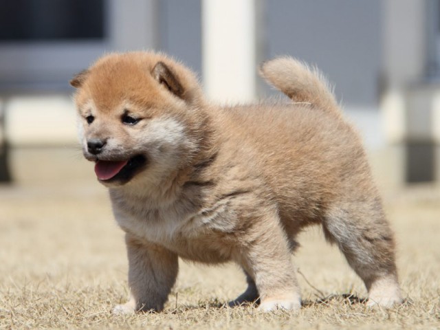 IMG_0076-shibainu-puppy