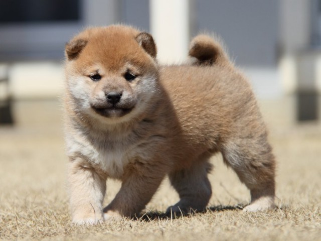 IMG_0081-shibainu-puppy