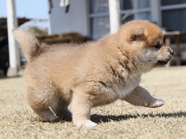 IMG_0095-shibainu-puppy