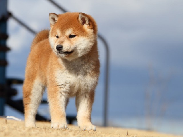 IMG_0098shibainu