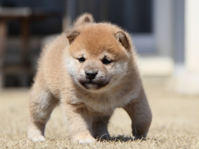 IMG_0103-shibainu-puppy