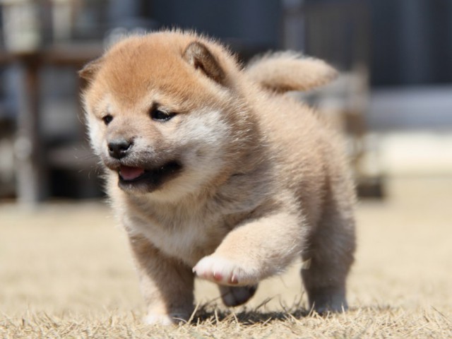 IMG_0105-shibainu-puppy