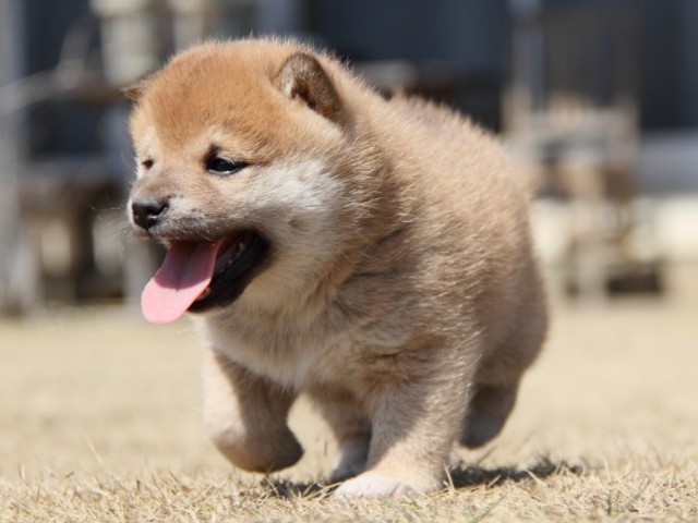 IMG_0106-shibainu-puppy