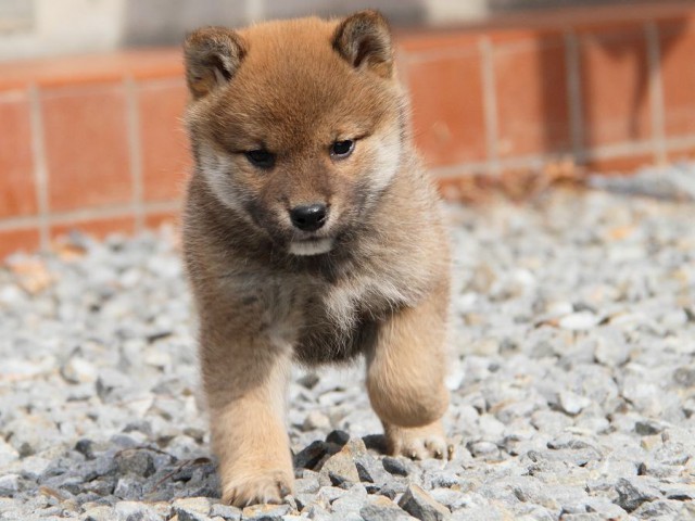 IMG_0116Shiba