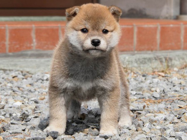 IMG_0152Shiba