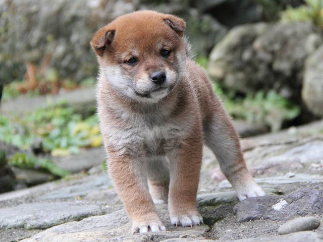 IMG_0159Shiba