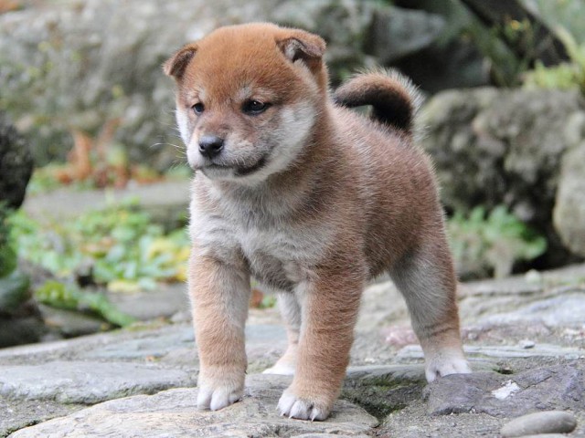 IMG_0161Shiba