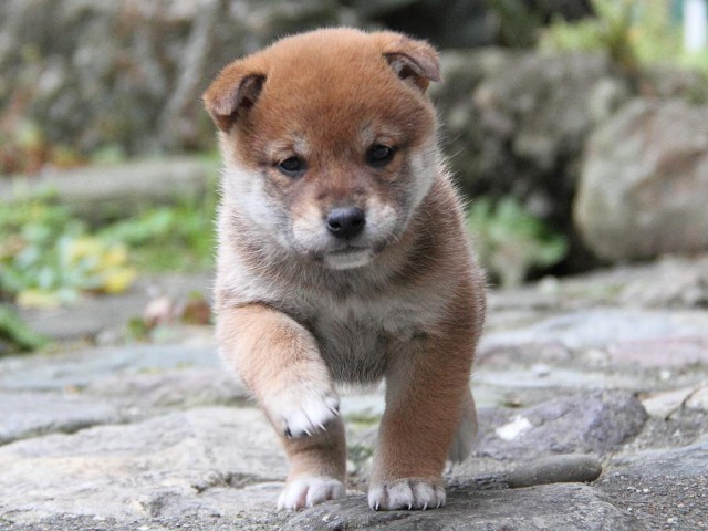 IMG_0166Shiba