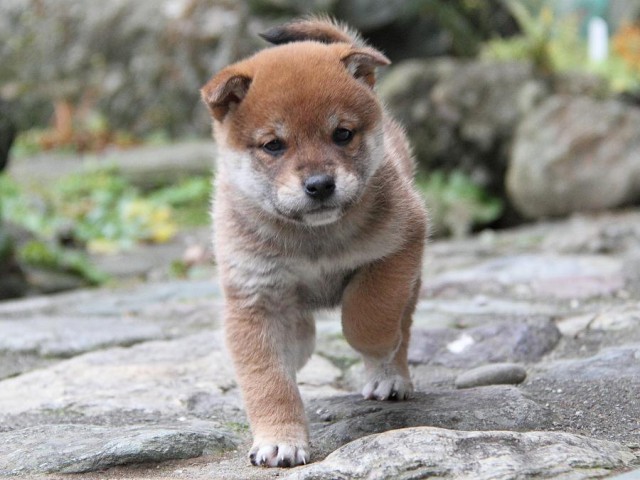 IMG_0167Shiba