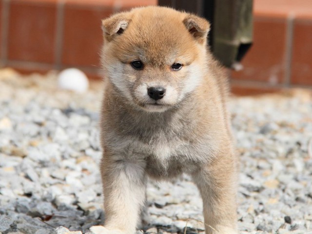 IMG_0172Shiba