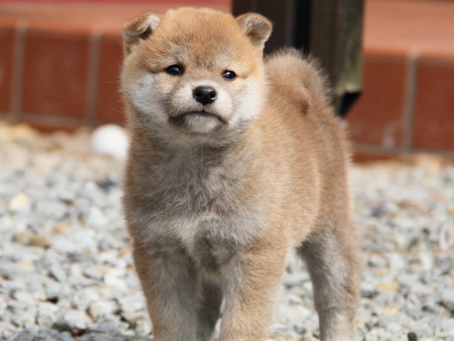 IMG_0173Shiba