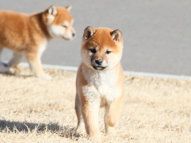 IMG_0208shibainu