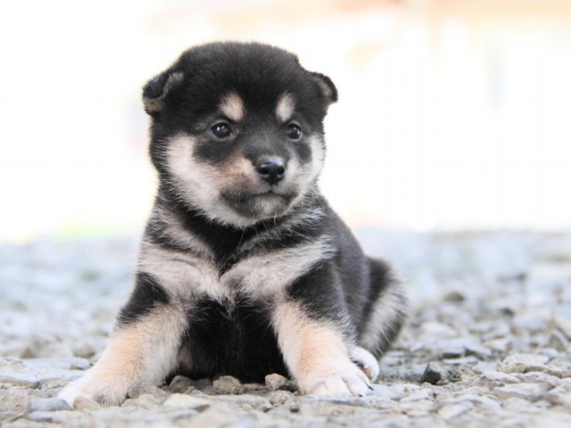 IMG_0232-shibainu-puppy