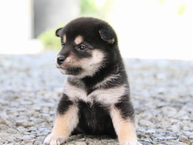 IMG_0244-shibainu-puppy