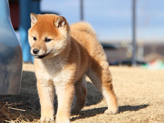 IMG_0258shibainu