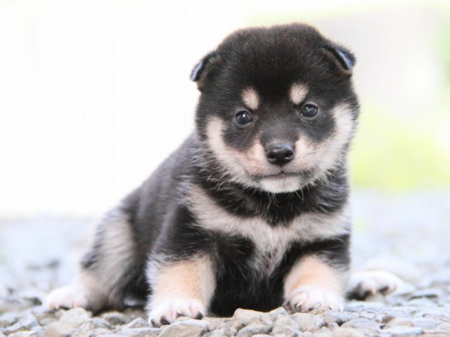 IMG_0266-shibainu-puppy