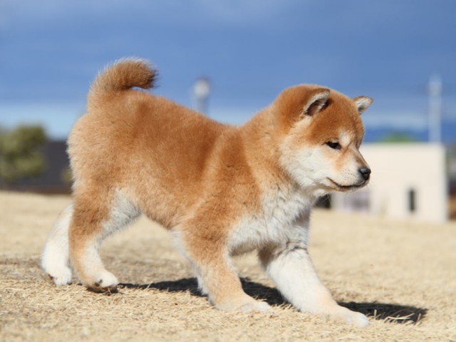 IMG_0306shibainu