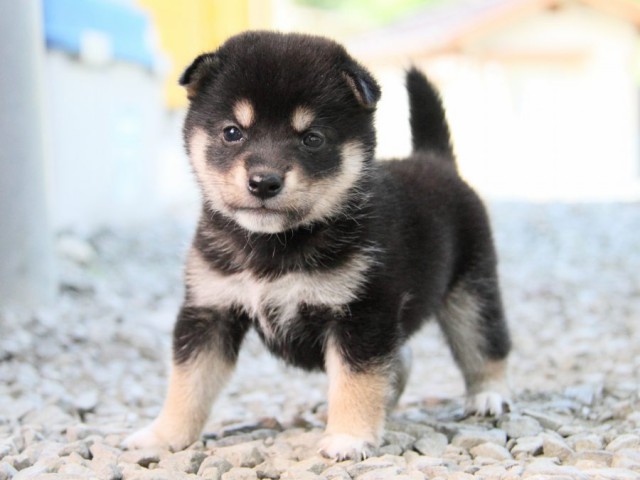 IMG_0323-shibainu-puppy