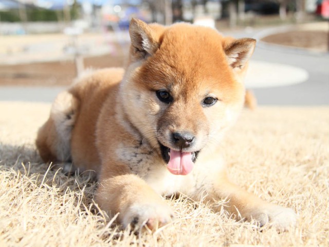 IMG_0380shibainu