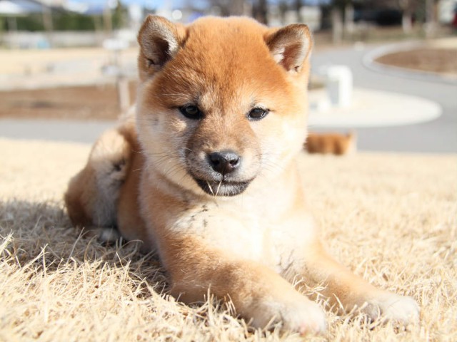 IMG_0383shibainu