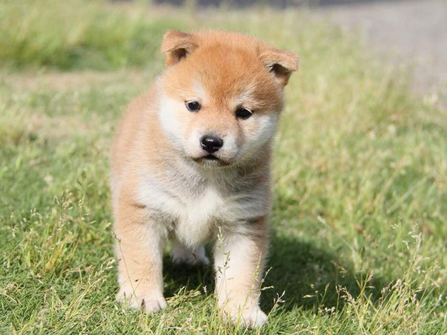 IMG_0415-shibainu Puppy