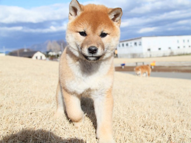 IMG_0427shibainu